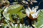 BB 15 0564 / Nymphaea candida / Kantnøkkerose <br /> Pelophylax esculentus / Hybridfrosk